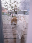 たまにウッドデッキに野良猫さんが訪れます。ウチの猫は犬のように唸ります。